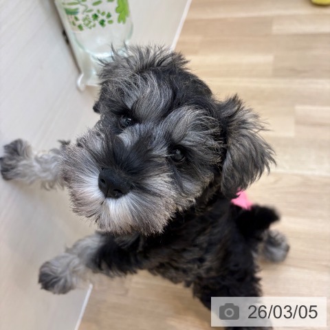 京都府のミニチュアシュナウザー (ペットプラス 久御山店/2025年12月28日生まれ/男の子/ソルトペッパー)の子犬の4枚目の画像