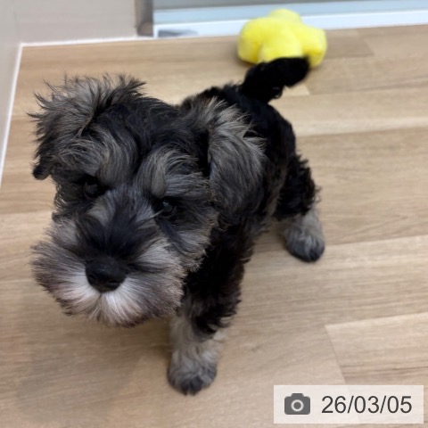 京都府のミニチュアシュナウザー (ペットプラス 久御山店/2025年12月28日生まれ/男の子/ソルトペッパー)の子犬の3枚目の画像