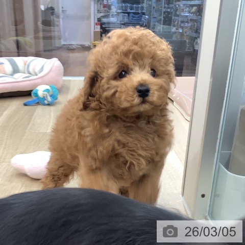 トイ・プードルの写真