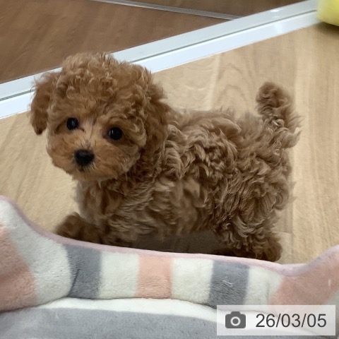 トイ・プードルの写真