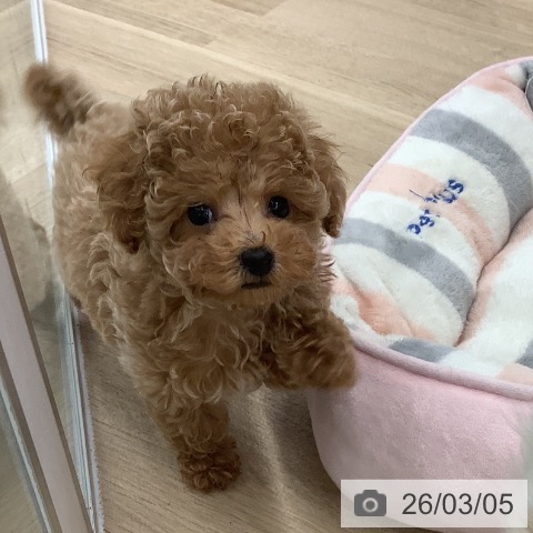 トイ・プードルの写真