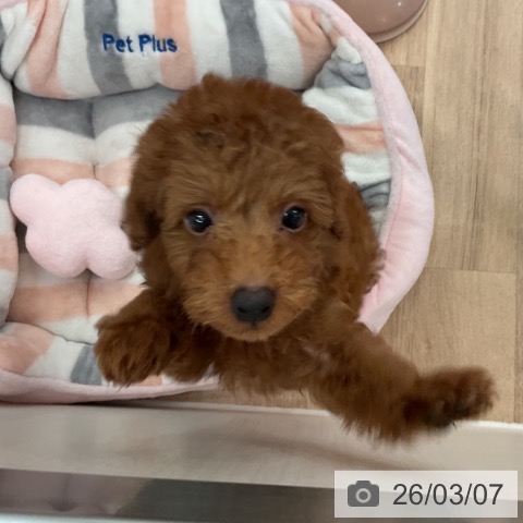 トイ・プードルの写真