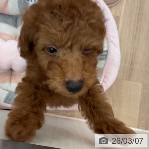 トイ・プードルの写真