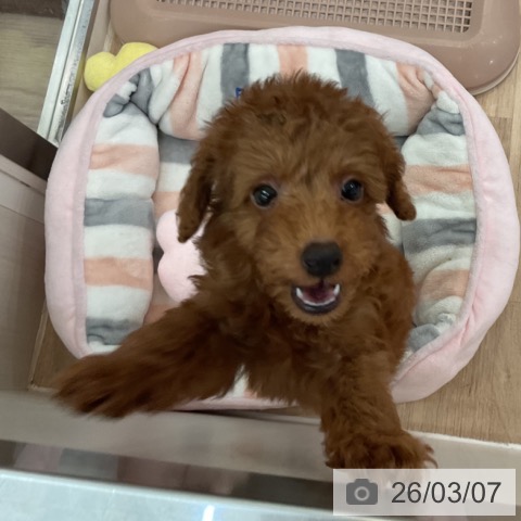 トイ・プードルの写真