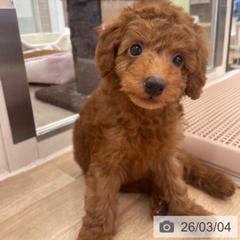 トイ・プードルの写真