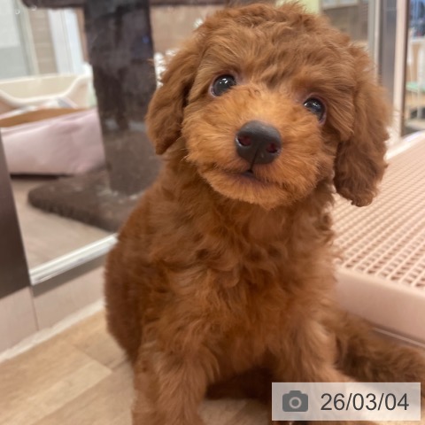 トイ・プードルの写真