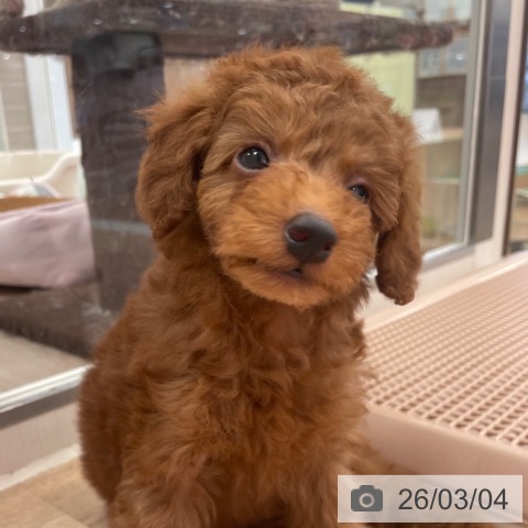 トイ・プードルの写真