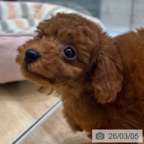 トイ・プードルの写真