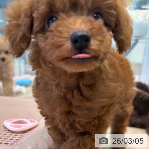 トイ・プードルの写真