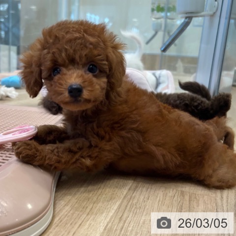 トイ・プードルの写真