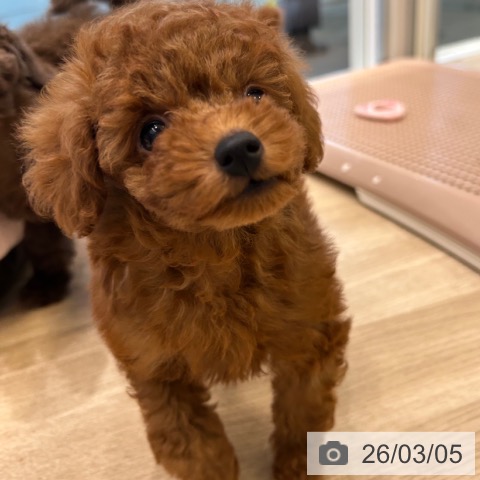 トイ・プードルの写真