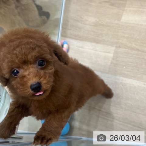 トイ・プードルの写真