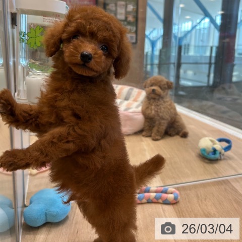 トイ・プードルの写真