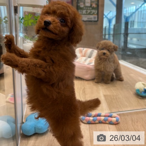 トイ・プードルの写真