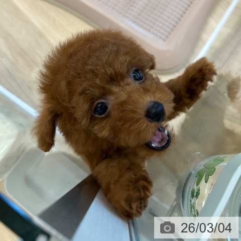 トイ・プードルの写真