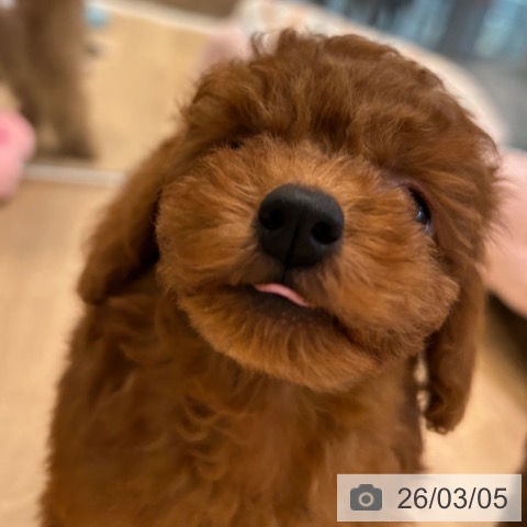 トイ・プードルの写真