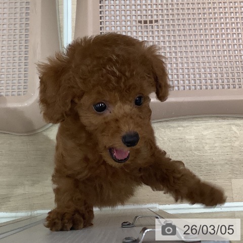 トイ・プードルの写真