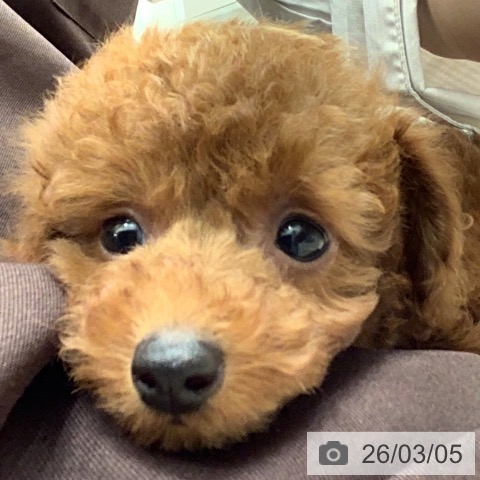 トイ・プードルの写真