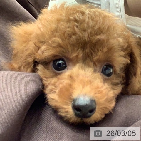 トイ・プードルの写真