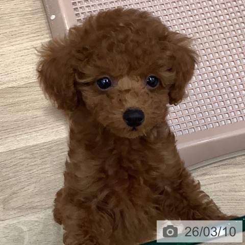 大阪府のトイプードル(トイ) (ペットプラス 鶴見店/2025年12月31日生まれ/男の子/レッドフォーン)の子犬の4枚目の画像