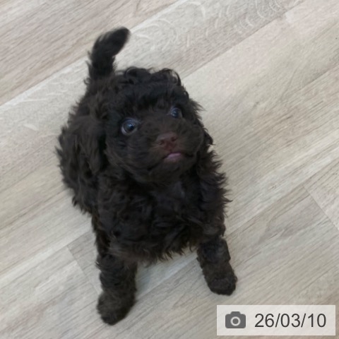 京都府のトイプードル(トイ) (ペットプラス 久御山店/2025年12月24日生まれ/男の子/ブラウン)の子犬の4枚目の画像