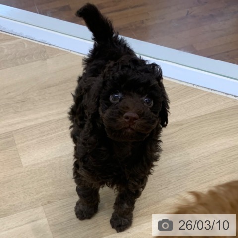 京都府のトイプードル(トイ) (ペットプラス 久御山店/2025年12月24日生まれ/男の子/ブラウン)の子犬の3枚目の画像