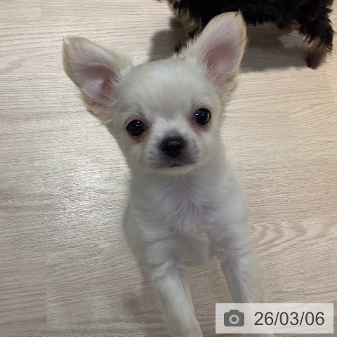 岡山県のチワワ(ロング) (ペットプラス 岡山店/2025年12月30日生まれ/男の子/クリーム)の子犬の3枚目の画像