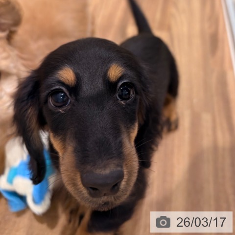 岡山県のミニチュアダックスフンド(ロング) (ペッツワン 岡山南店/2026年1月3日生まれ/男の子/ブラックタン)の子犬の4枚目の画像