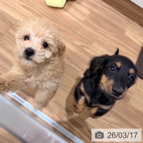 岡山県のミニチュアダックスフンド(ロング) (ペッツワン 岡山南店/2026年1月3日生まれ/男の子/ブラックタン)の子犬の3枚目の画像