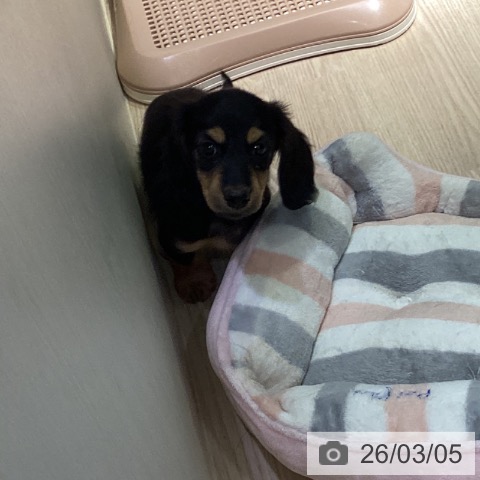 岡山県のミニチュアダックスフンド(ロング) (ペットプラス 岡山店/2026年1月3日生まれ/男の子/ブラックタン)の子犬の4枚目の画像