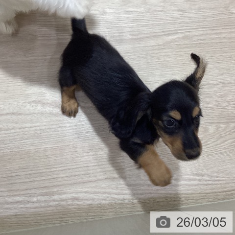 岡山県のミニチュアダックスフンド(ロング) (ペットプラス 岡山店/2026年1月3日生まれ/男の子/ブラックタン)の子犬の3枚目の画像