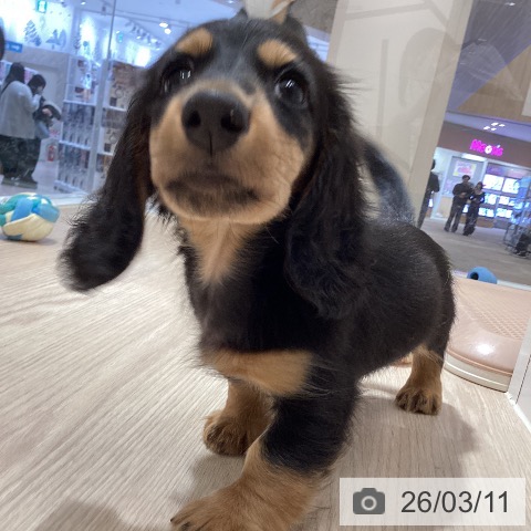 徳島県のミニチュアダックスフンド(ロング) (ペットプラス 徳島店/2026年1月3日生まれ/男の子/ブラックタン)の子犬の3枚目の画像