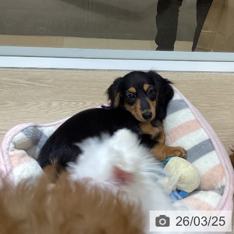 徳島県のミニチュアダックスフンド(ロング) (ペットプラス 徳島店/2026年1月3日生まれ/男の子/ブラックタン)の子犬の3枚目の画像