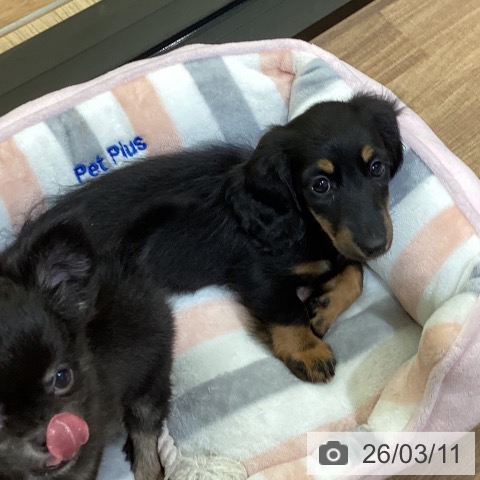 鳥取県のミニチュアダックスフンド(ロング) (ペッツワン 日吉津店/2026年1月3日生まれ/女の子/ブラックタン)の子犬の3枚目の画像