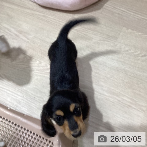 岡山県のミニチュアダックスフンド(ロング) (ペットプラス 岡山店/2026年1月3日生まれ/女の子/ブラックタン)の子犬の3枚目の画像