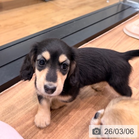 岡山県のミニチュアダックスフンド(ロング) (ペッツワン 岡山南店/2026年1月3日生まれ/女の子/ブラックイエロー)の子犬の3枚目の画像