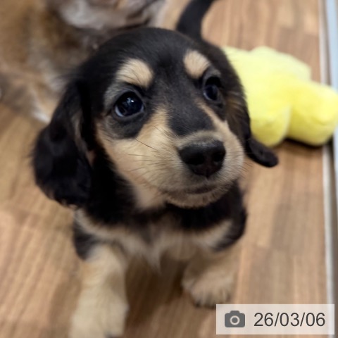 岡山県のミニチュアダックスフンド(ロング) (ペッツワン 岡山南店/2026年1月3日生まれ/女の子/ブラックイエロー)の子犬の2枚目の画像