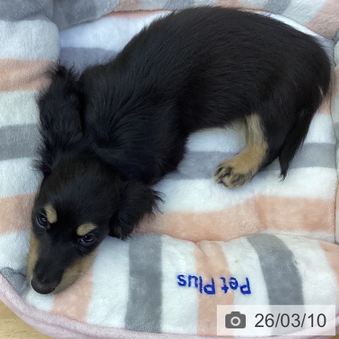 香川県のミニチュアダックスフンド(ロング) (ペットプラス 綾川店/2026年1月3日生まれ/男の子/ブラックイエロー)の子犬の4枚目の画像