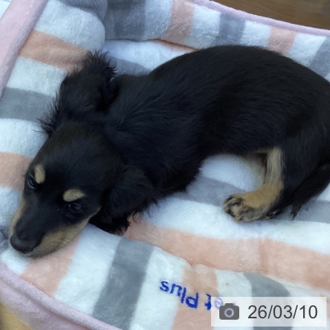 香川県のミニチュアダックスフンド(ロング) (ペットプラス 綾川店/2026年1月3日生まれ/男の子/ブラックイエロー)の子犬の3枚目の画像