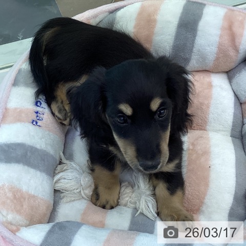 香川県のミニチュアダックスフンド(ロング) (ペットプラス 綾川店/2026年1月3日生まれ/男の子/ブラックイエロー)の子犬の4枚目の画像