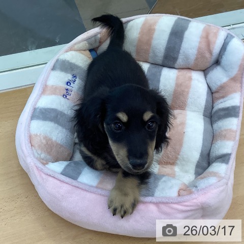 香川県のミニチュアダックスフンド(ロング) (ペットプラス 綾川店/2026年1月3日生まれ/男の子/ブラックイエロー)の子犬の3枚目の画像