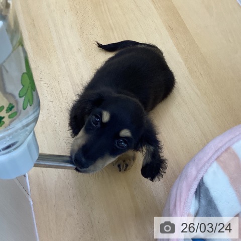 香川県のミニチュアダックスフンド(ロング) (ペットプラス 綾川店/2026年1月3日生まれ/男の子/ブラックイエロー)の子犬の4枚目の画像