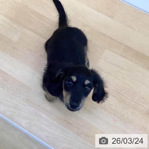 香川県のミニチュアダックスフンド(ロング) (ペットプラス 綾川店/2026年1月3日生まれ/男の子/ブラックイエロー)の子犬の3枚目の画像