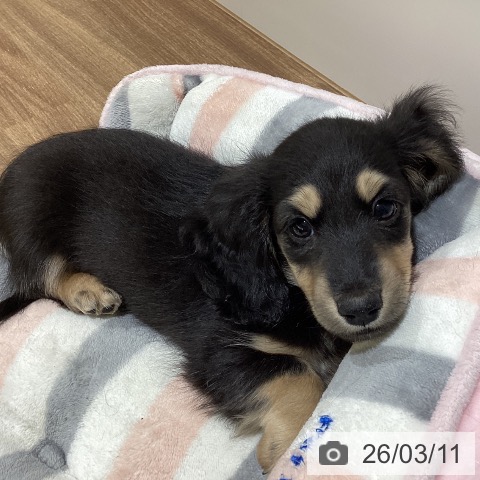 鳥取県のミニチュアダックスフンド(ロング) (ペッツワン 日吉津店/2026年1月3日生まれ/男の子/ブラックイエロー)の子犬の4枚目の画像