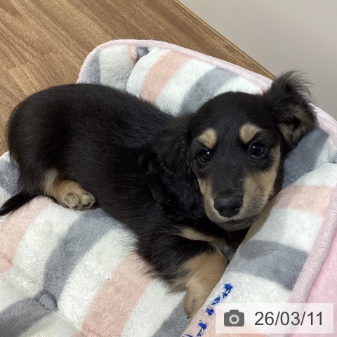 鳥取県のミニチュアダックスフンド(ロング) (ペッツワン 日吉津店/2026年1月3日生まれ/男の子/ブラックイエロー)の子犬の3枚目の画像