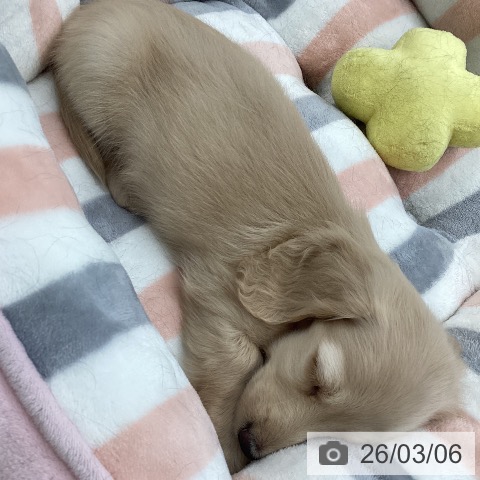 愛媛県のミニチュアダックスフンド(ロング) (ペットプラス 新居浜店/2026年1月3日生まれ/女の子/イエロー)の子犬の3枚目の画像