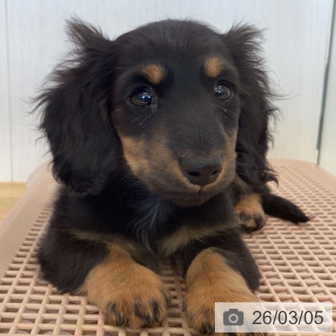 ミニチュア・ダックスフンドの写真