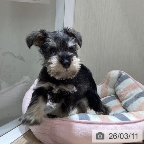 徳島県のミニチュアシュナウザー (ペットプラス 徳島店/2026年1月6日生まれ/男の子/ソルトペッパー)の子犬の3枚目の画像