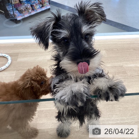 愛媛県のミニチュアシュナウザー (ペットプラス 新居浜店/2026年1月6日生まれ/男の子/ソルトペッパー)の子犬の4枚目の画像