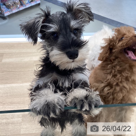 愛媛県のミニチュアシュナウザー (ペットプラス 新居浜店/2026年1月6日生まれ/男の子/ソルトペッパー)の子犬の3枚目の画像